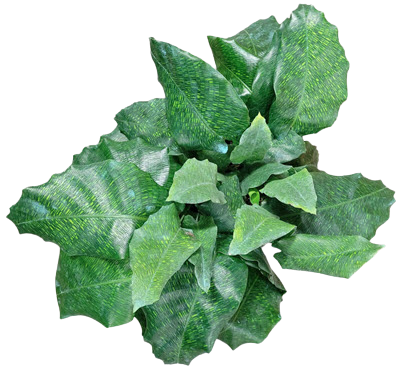 Musaica